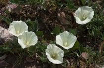 Hill Morning Glory