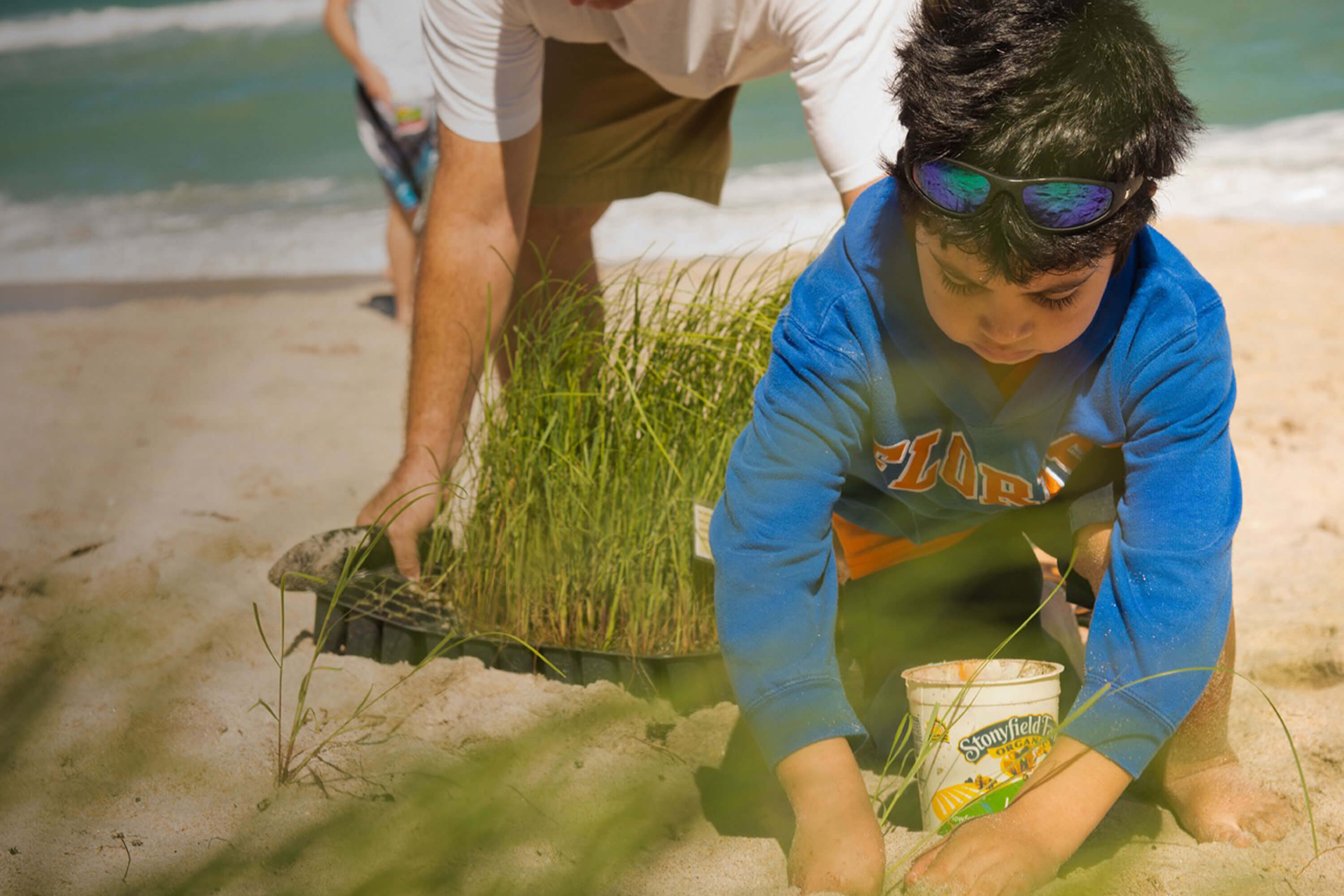 A parent and child plant dune grass along a beach.